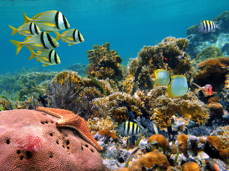 Unterwasserwelt Bali