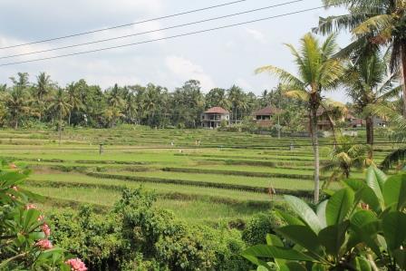 Reisterrassen in Bali (Ubud)