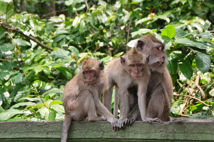 Monkey Forest in Ubud (Bali)