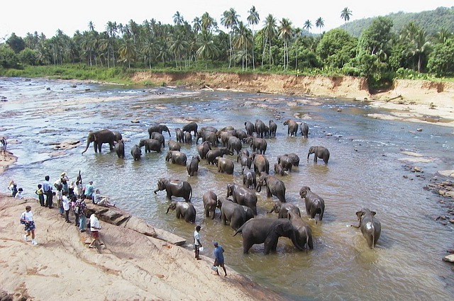 Sri Lanka, Elefanten im Fluss